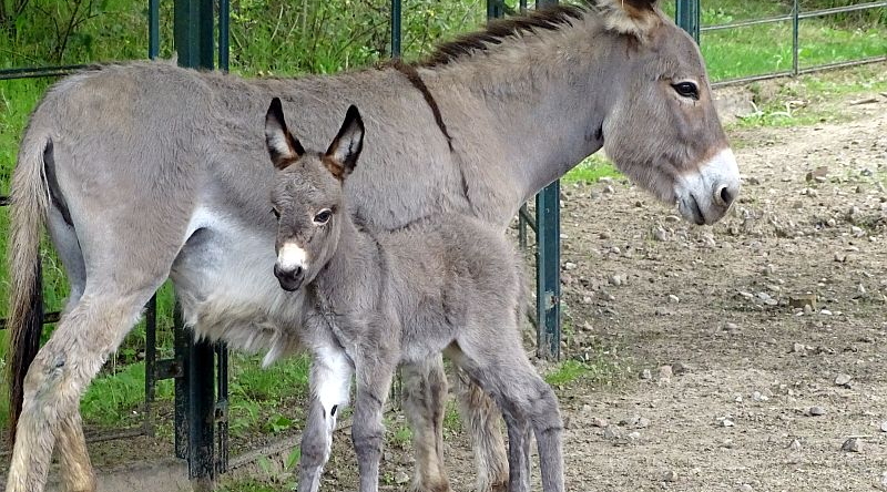 Zwergesel mit Jungtier im Tierpark Berlin
