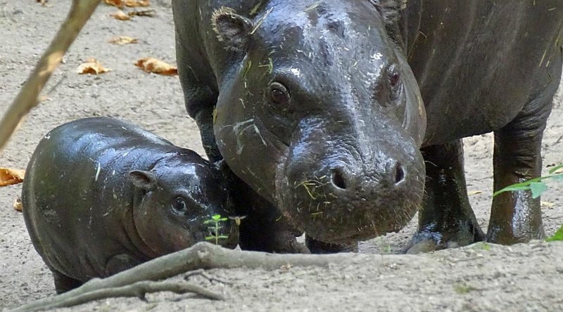 alt-"Zwergflusspferd -  Aktuelles Tierpark Berlin und Zoo Berlin - Freunde Hauptstadtzoos - Förderverein"