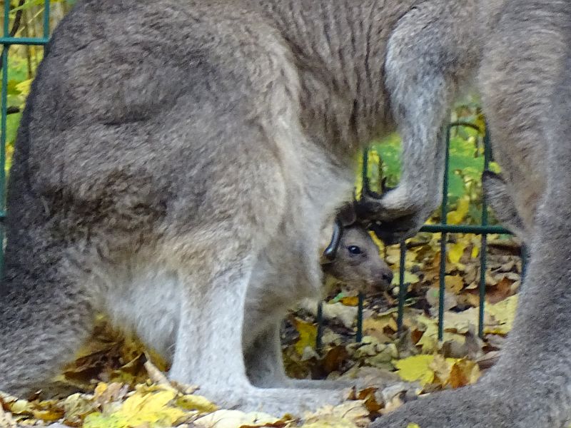 alt-"Tasmanisches Graues Riesenkänguru - Tierpark Berlin und Zoo Berlin"