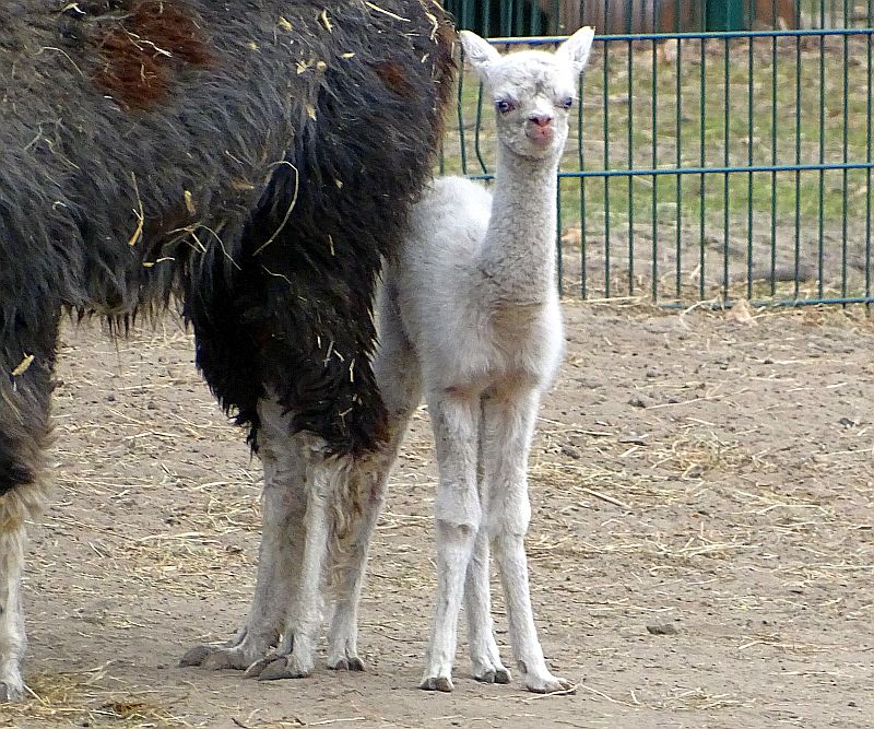 Alpaka-Jungtier im Tierpark Berlin