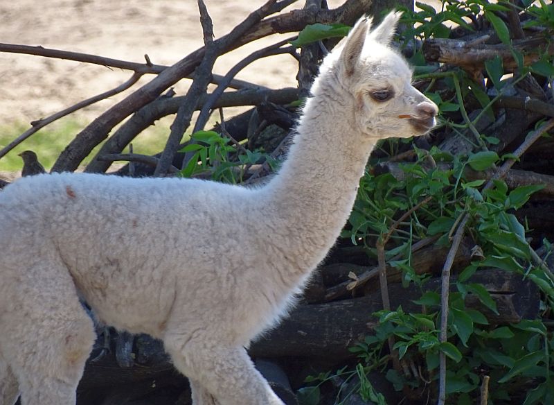 Nachwuchs bei den Alpakas im Tierpark Berlin freunde