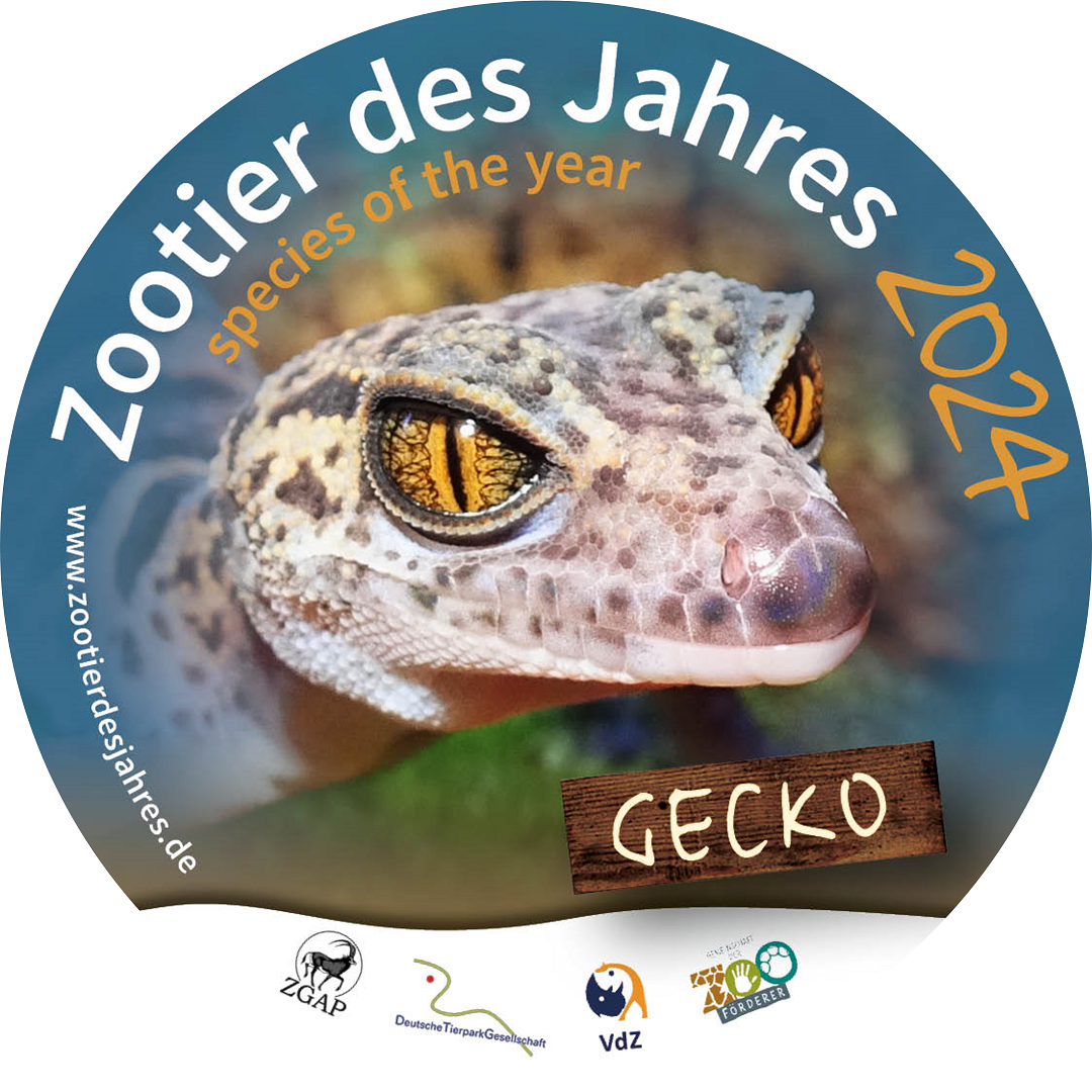 alt-"Zootier des Jahres 2024: Der Gecko - Aktuelles Tierpark Berlin und Zoo Berlin - Freunde Hauptstadtzoos - Förderverein"
