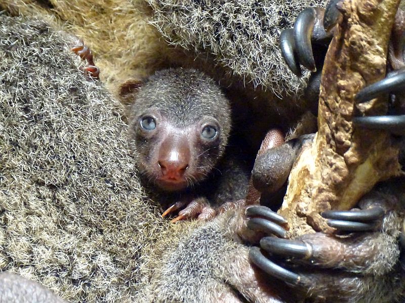 Bärenkuskus-Jungtier im Tierpark Berlin
