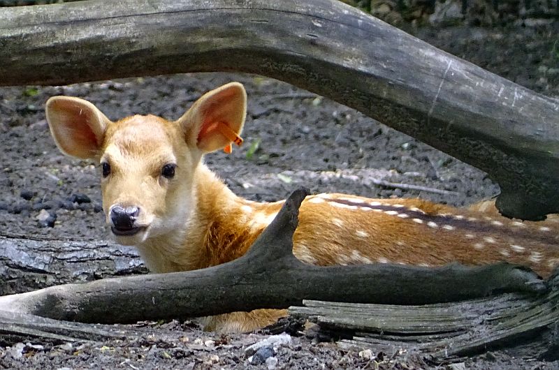Barasingha-Jungtier liegt hinter einem Baum im Tierpark Berlin