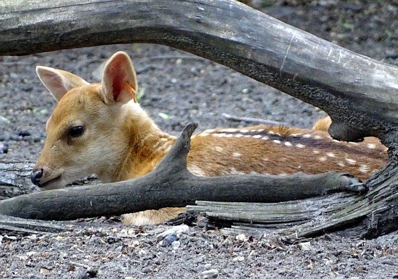 Barasingha-Jungtier liegt hinter einem Baum im Tierpark Berlin