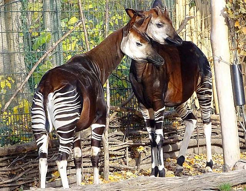 Okapi-Kuh im Zoo Berlin verstorben - Freunde Hauptstadtzoos