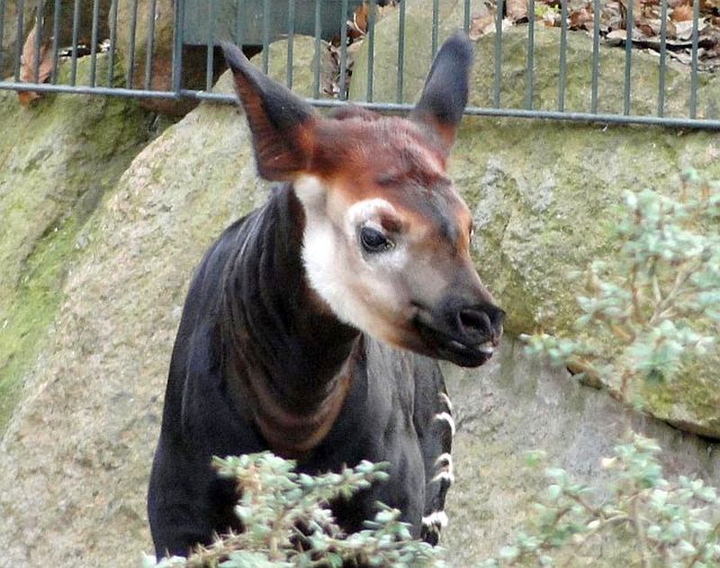 Okapi-Kuh „Bashira“ im Zoo Berlin verstorben - Freunde Hauptstadtzoos