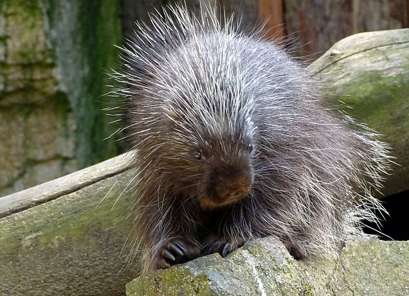 Baumstachler im Tierpark Berlin