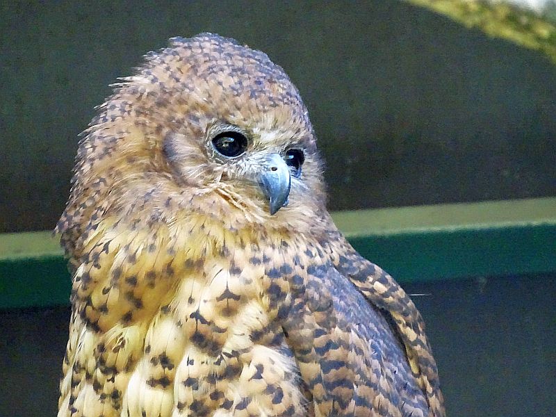 Bindenfischeule im Tierpark Berlin