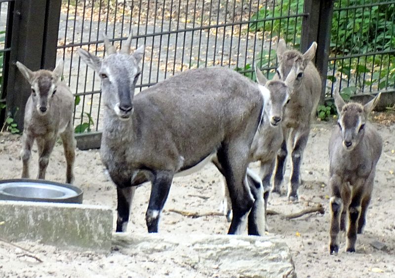 alt-"Blauschaf - Bharal - Tierpark Berlin - Aktuelles Tierpark Berlin und Zoo Berlin - Freunde Hauptstadtzoos"