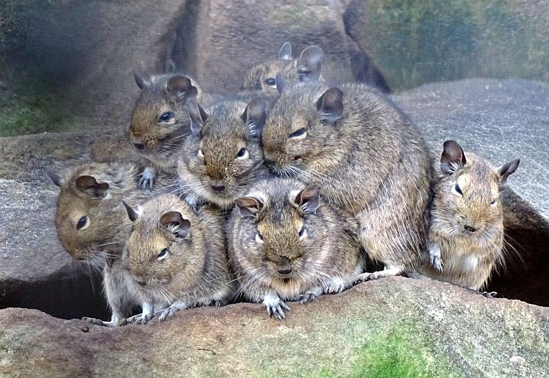 Degu-Familie im Tierpark Berlin