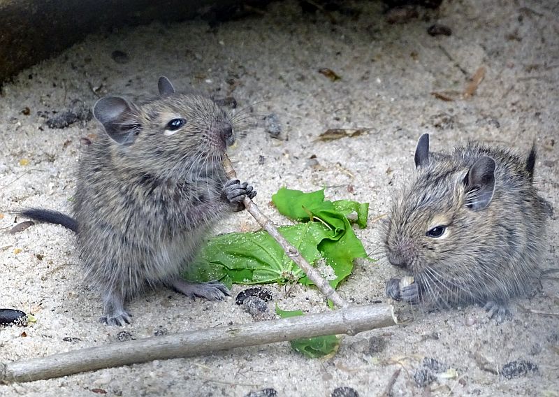 Degu mit Jungtieren im Tierpark Berlin