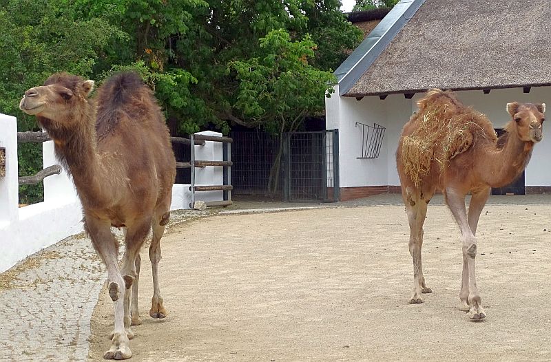 Zwei neue Dromedare im Zoo Berlin