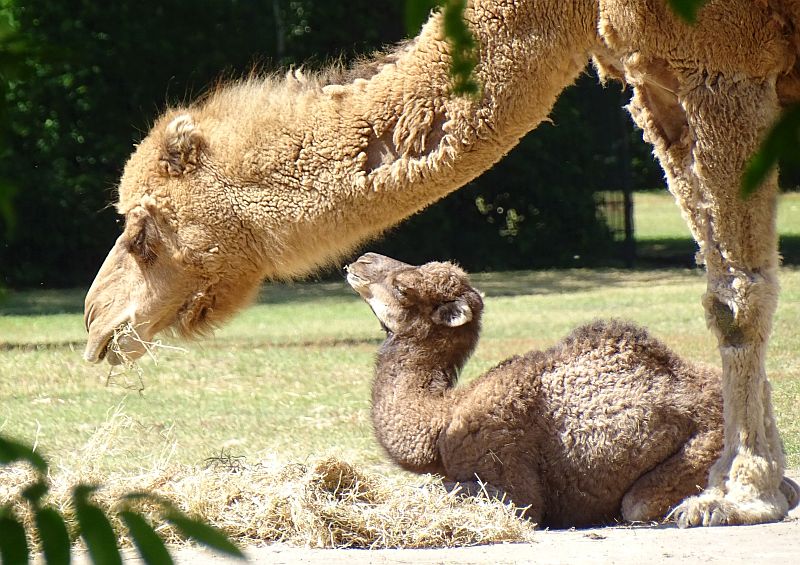 alt-"Dromedar - Aktuelles Tierpark Berlin und Zoo Berlin - Freunde Hauptstadtzoos - Förderverein"