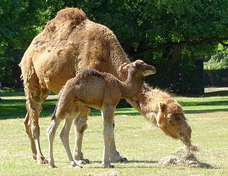 alt-"Dromedar - Aktuelles Tierpark Berlin und Zoo Berlin - Freunde Hauptstadtzoos - Förderverein"