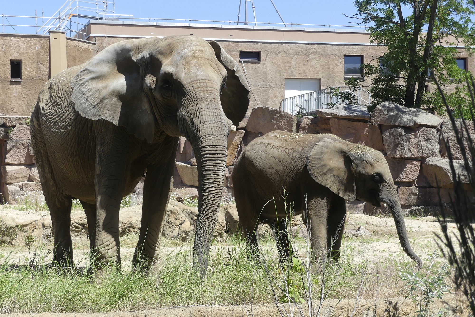 Afrikanische Elefanten im Tierpark Berlin