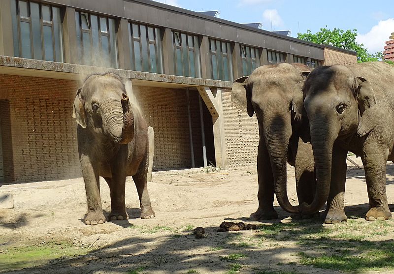 Asiatische Elefanten - Tierpfleger - Entenküken - Aktuelles Tierpark Berlin und Zoo Berlin - Freunde Hauptstadtzoos - Förderverein
