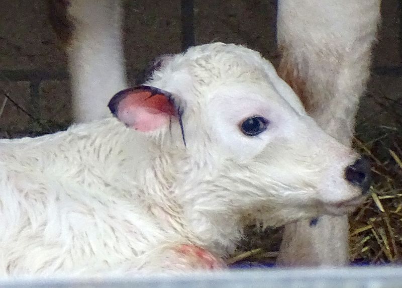 Kalb bei den Fjällrindern im Tierpark Berlin