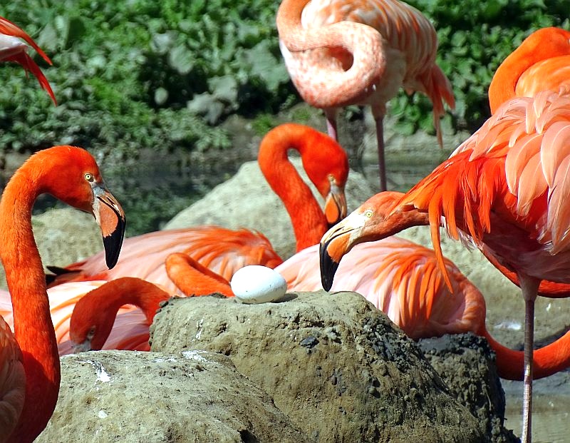 Flamingos - Tierpark Berlin - Aktuelles - Freunde Hauptstadtzoos - Förderverein