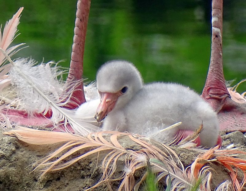 alt-"Flamingo mit Küken - Aktuelles Tierpark Berlin und Zoo Berlin - Freunde Hauptstadtzoos - Förderverein"