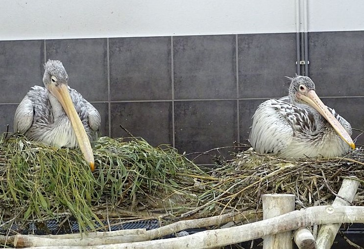 Fleckschnabelpelikane im Tierpark Berlin