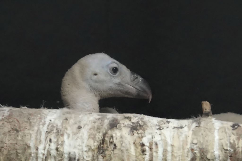 Nachwuchs bei den Gänsegeier im Zoo Berlin - Freunde Hauptstadtzoos - Aktuelles