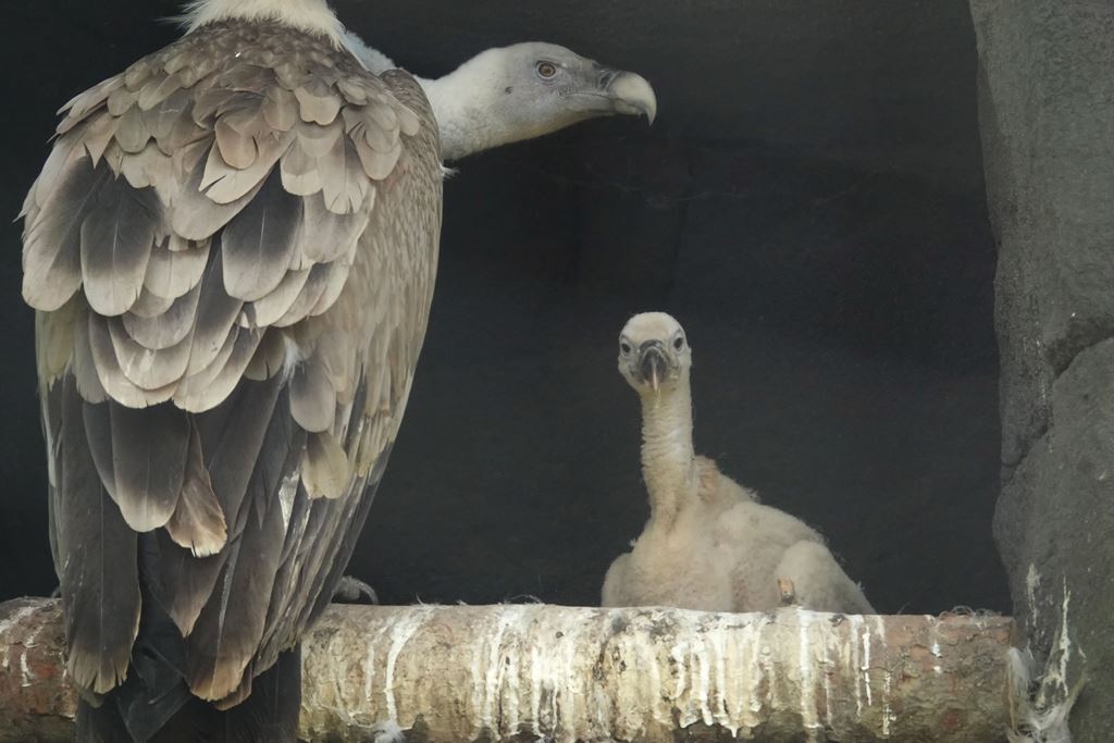 Nachwuchs bei den Gänsegeier im Zoo Berlin - Freunde Hauptstadtzoos - Aktuelles