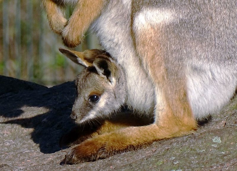 Jungtier bei den Gelbfuß-Felsenkängurus schaut aus dem Beutel der Mutter im Tierpark Berlin
