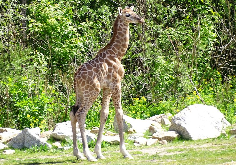 Giraffenkalb im Tierpark Berlin