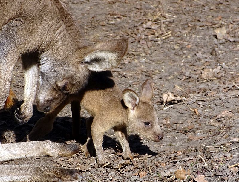 Tasmanisches Graues Riesenkänguru mit Jungtier im Tierpark Berlin