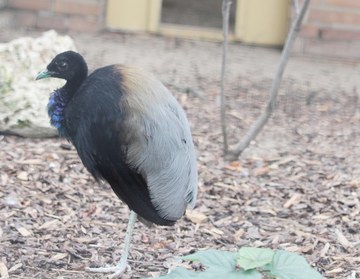 Grauflügel-Trompetervogel - Zoo Berlin - Aktuelles - Freunde Hauptstadtzoos - Förderverein