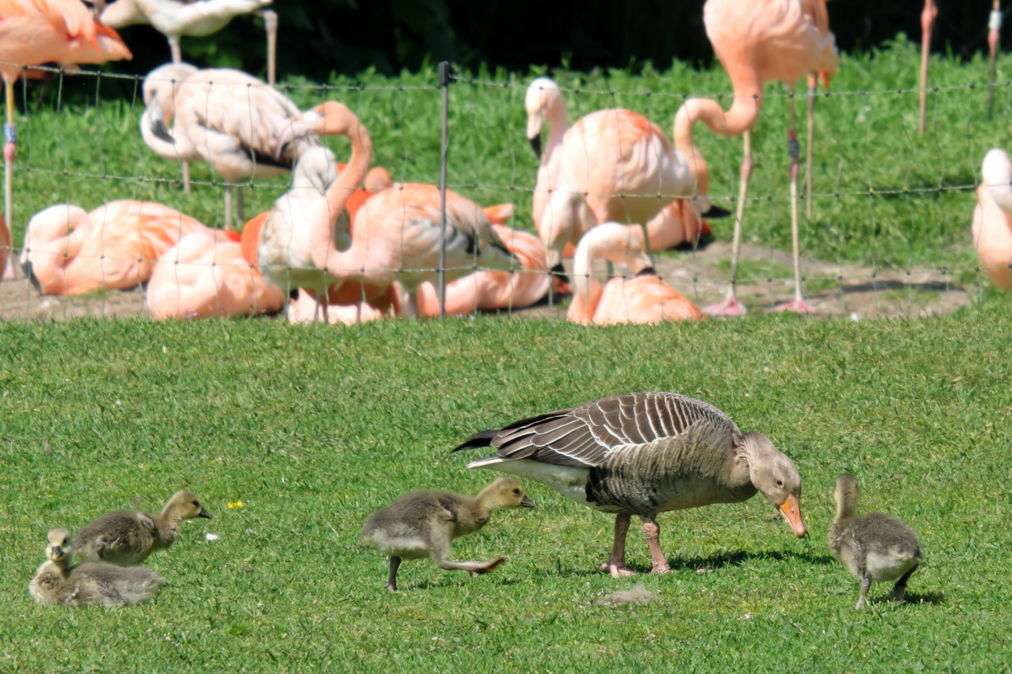 alt-"Graugänse - Aktuelles Tierpark Berlin und Zoo Berlin - Freunde Hauptstadtzoos - Förderverein"