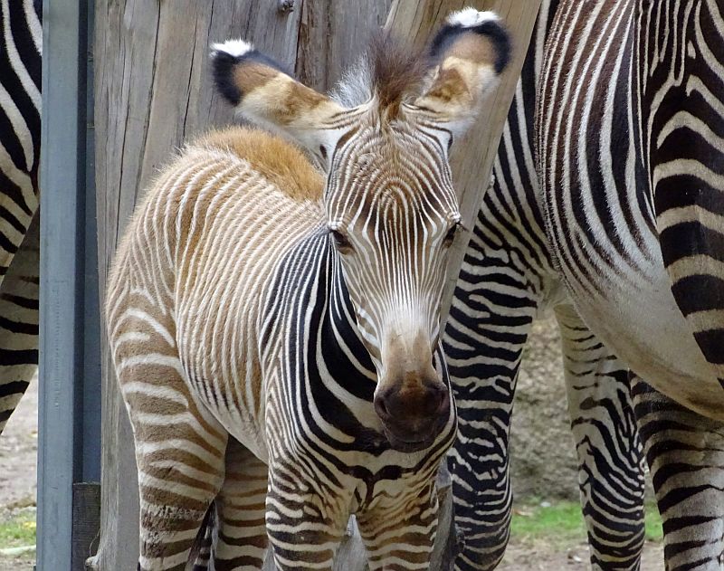 Grévyzebra-Fohlen im Tierpark Berlin.