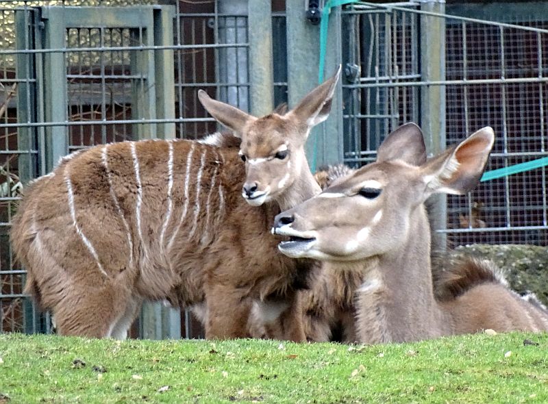 alt-"Großer Kudu - Aktuelles Tierpark Berlin und Zoo Berlin - Freunde Hauptstadtzoos - Förderverein"