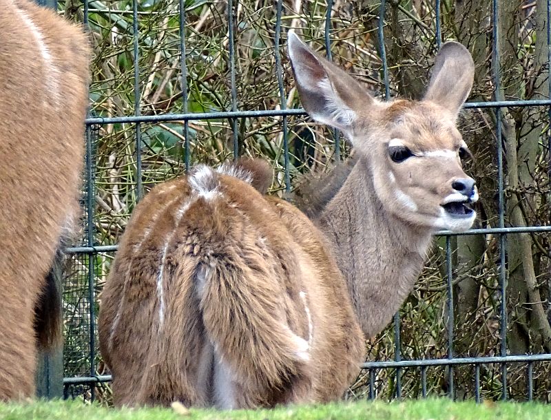 alt-"Großer Kudu - Aktuelles Tierpark Berlin und Zoo Berlin - Freunde Hauptstadtzoos - Förderverein"