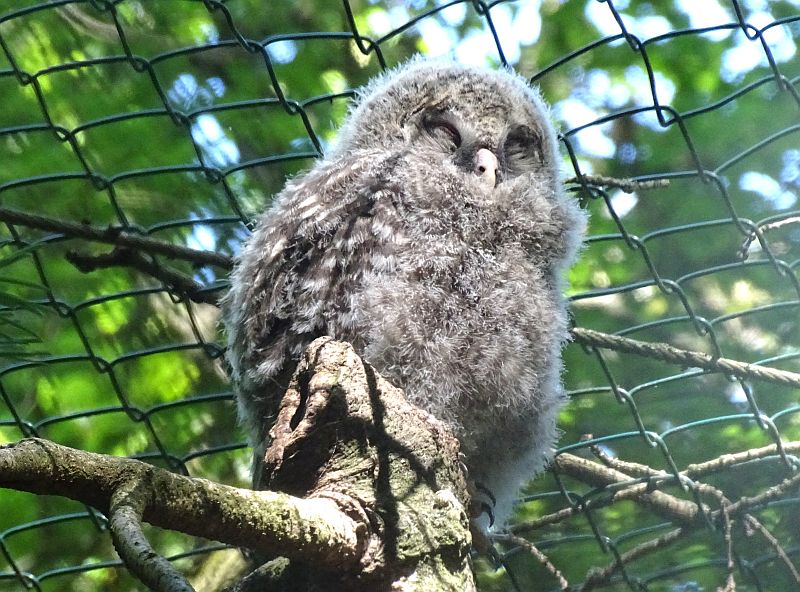 Junger Habichtskauz im Tierpark Berlin
