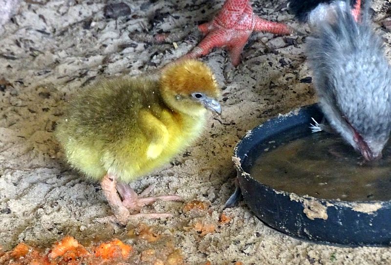 Küken bei den Halsband-Wehrvögeln im Tierpark Berlin.