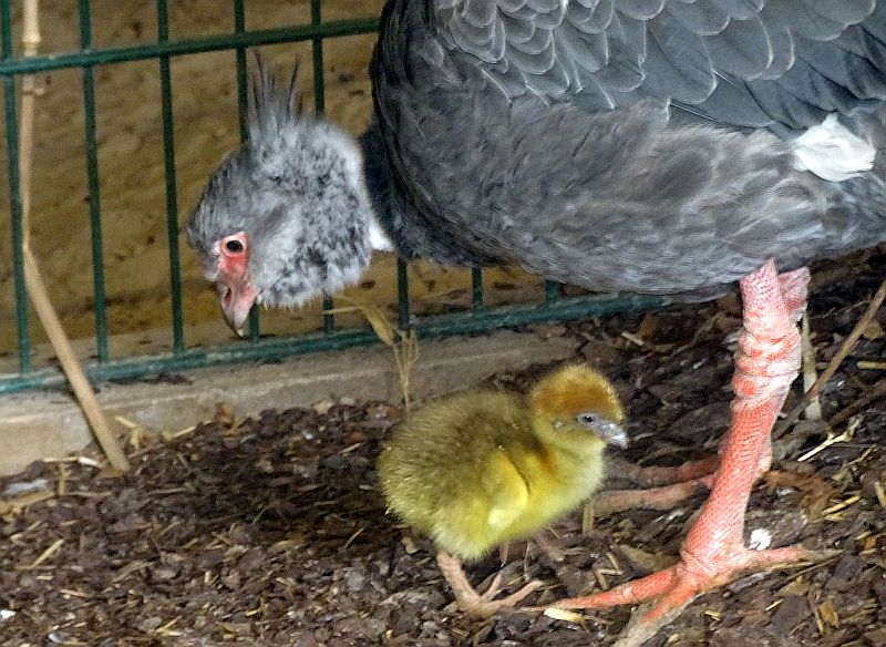 Küken bei den Halsband-Wehrvögeln im Tierpark Berlin.