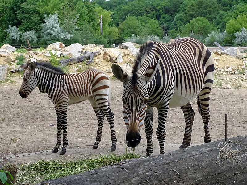 Hartmann-Bergzebra mit Fohlen im Tierpark Berlin.