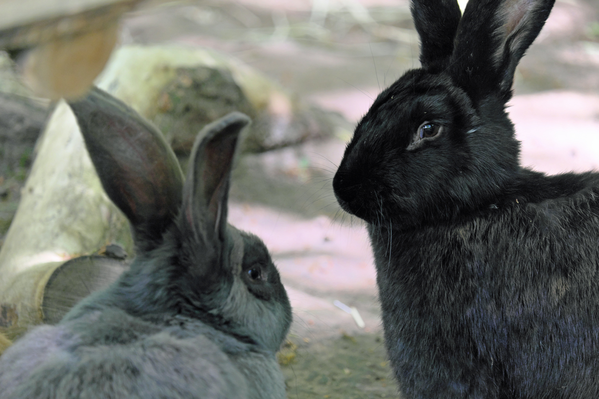 Hase - Kaninchen - Unterschied - Aktuelles Zoo Berlin und Tierpark Berlin - Freunde Haupstadtzoos