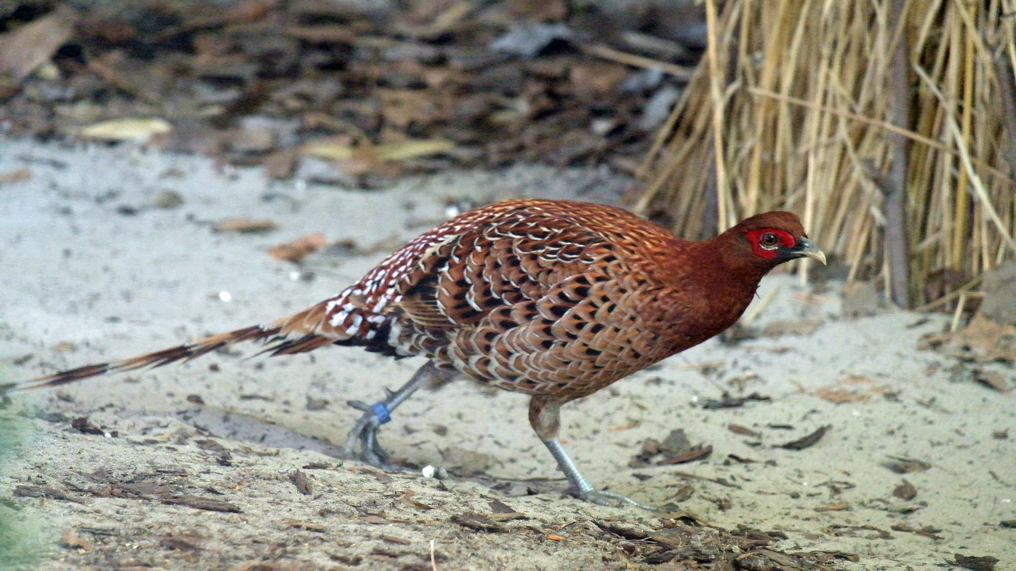 Ijima-Kupferfasan im Tierpark Berlin