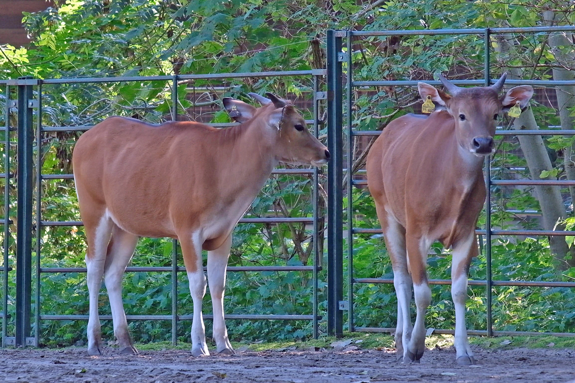 Zwei Java-Bantengs im Tierpark Berlin.