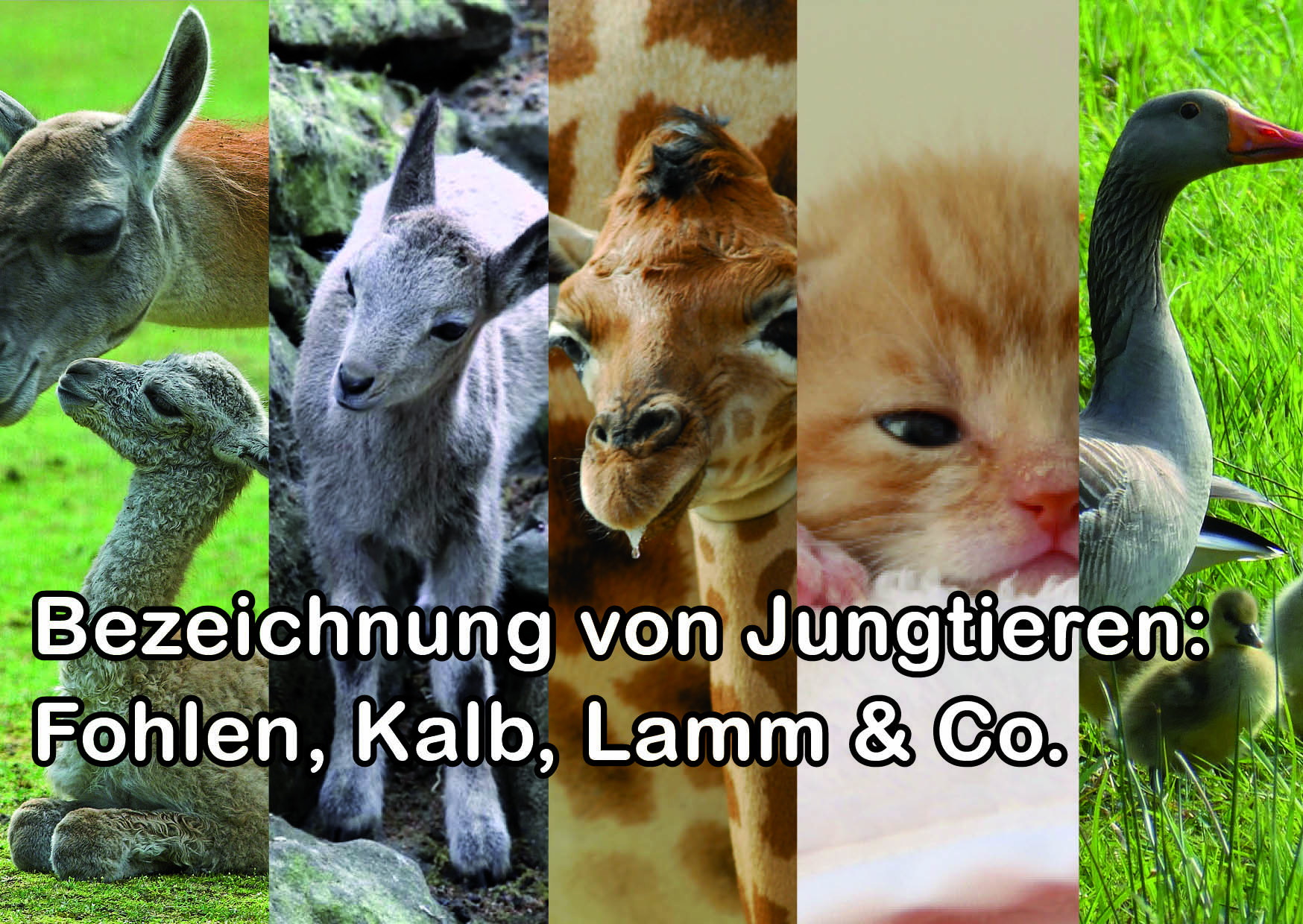alt-"Bezeichnung Jungtiere - Tierreich - Tierwissen - Tiere - Tierlexikon - Freunde Hauptstadtzoos"
