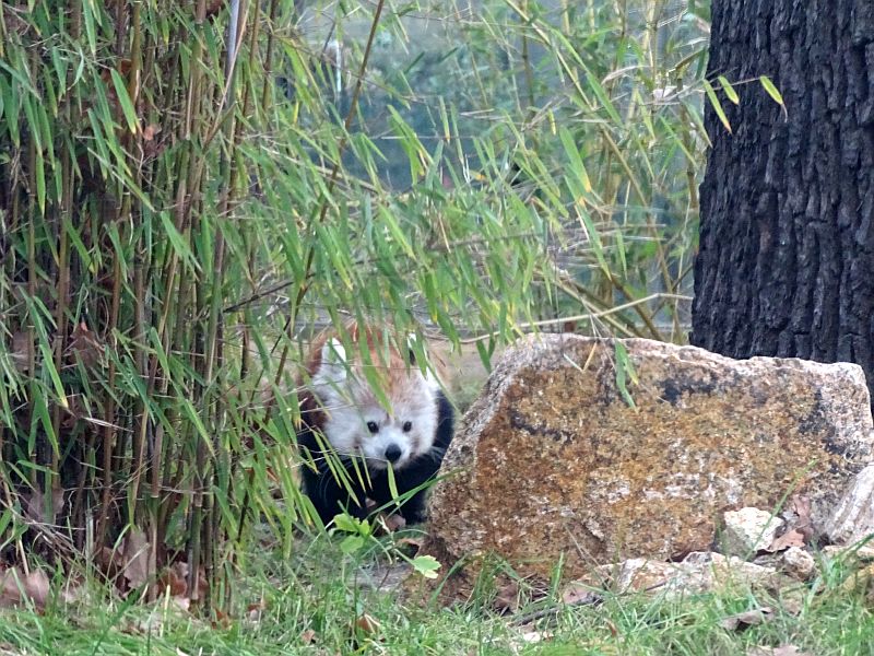 Katzenbär - Roter Panda - Kleiner Panda - Zoo Berlin - Aktuelles - Freunde Hauptstadtzoos