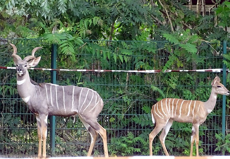 Kleiner Kudu im Tierpark Berlin