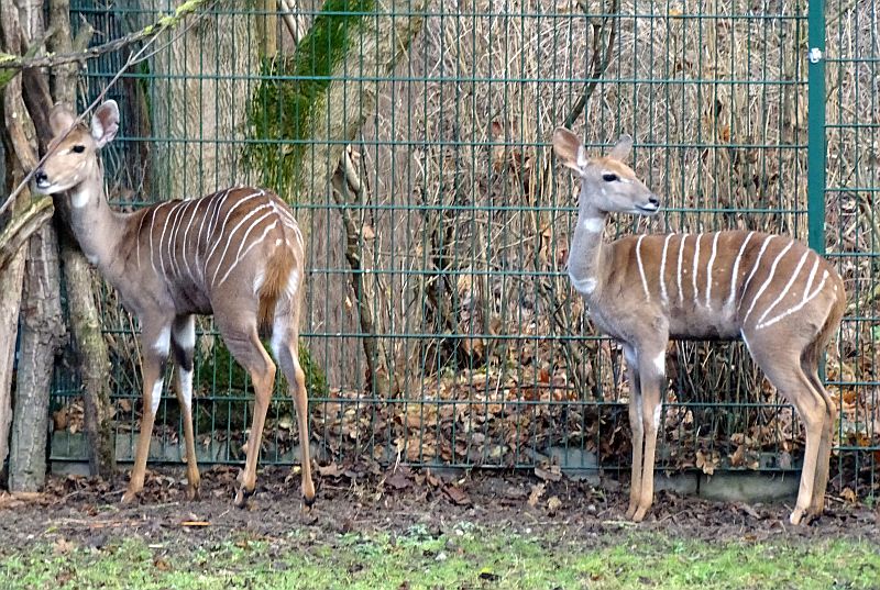 Zwei weibliche Kleine Kudus im Tierpark Berlin