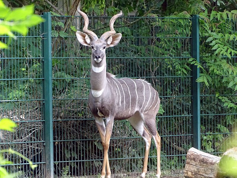 Kleiner Kudu im Tierpark Berlin