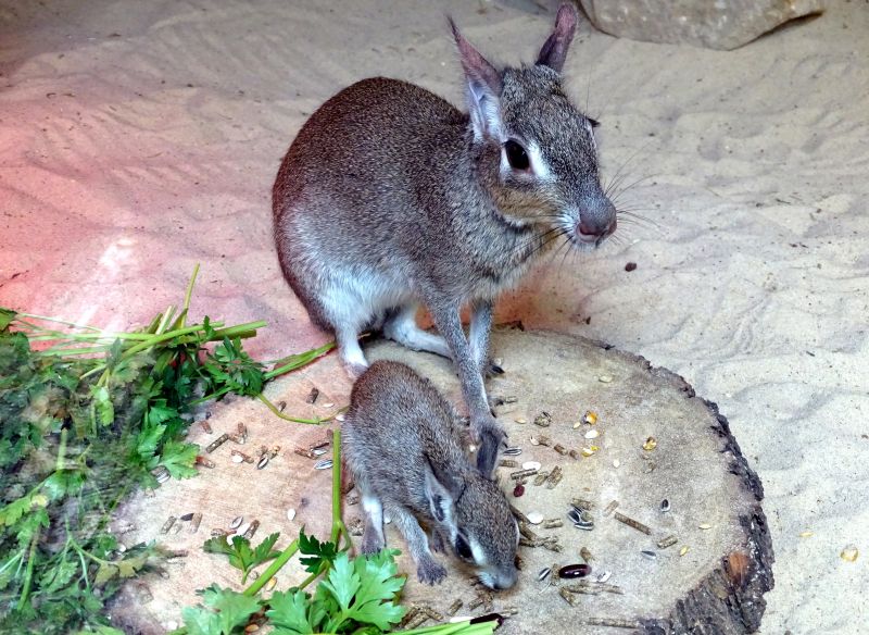 Jungtier bei den Kleinen Maras im Tierpark Berlin.