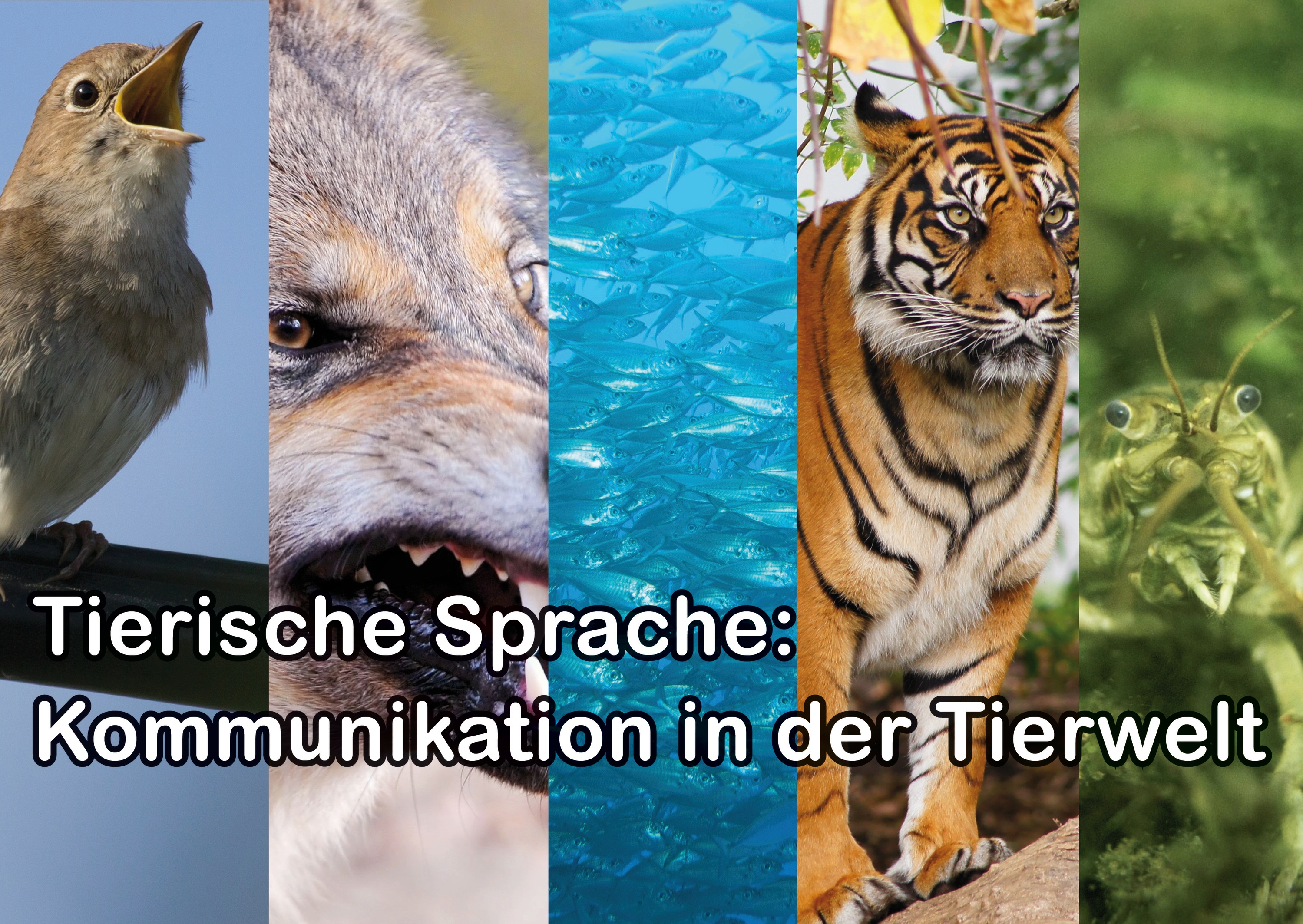 Tierische Sprache - Kommunikation in der Tierwelt - Tierwissen - Aktuelles Tierpark Berlin und Zoo Berlin - Freunde Hauptstadtzoos