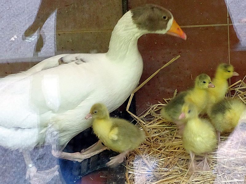 Leinegans mit Küken im Tierpark Berlin